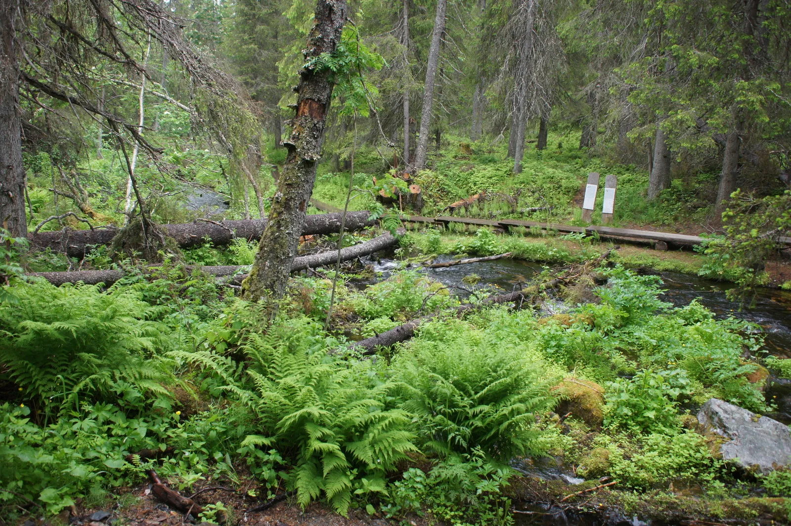 12.7 Varkaankurun polku // The Varkaankuru Trail