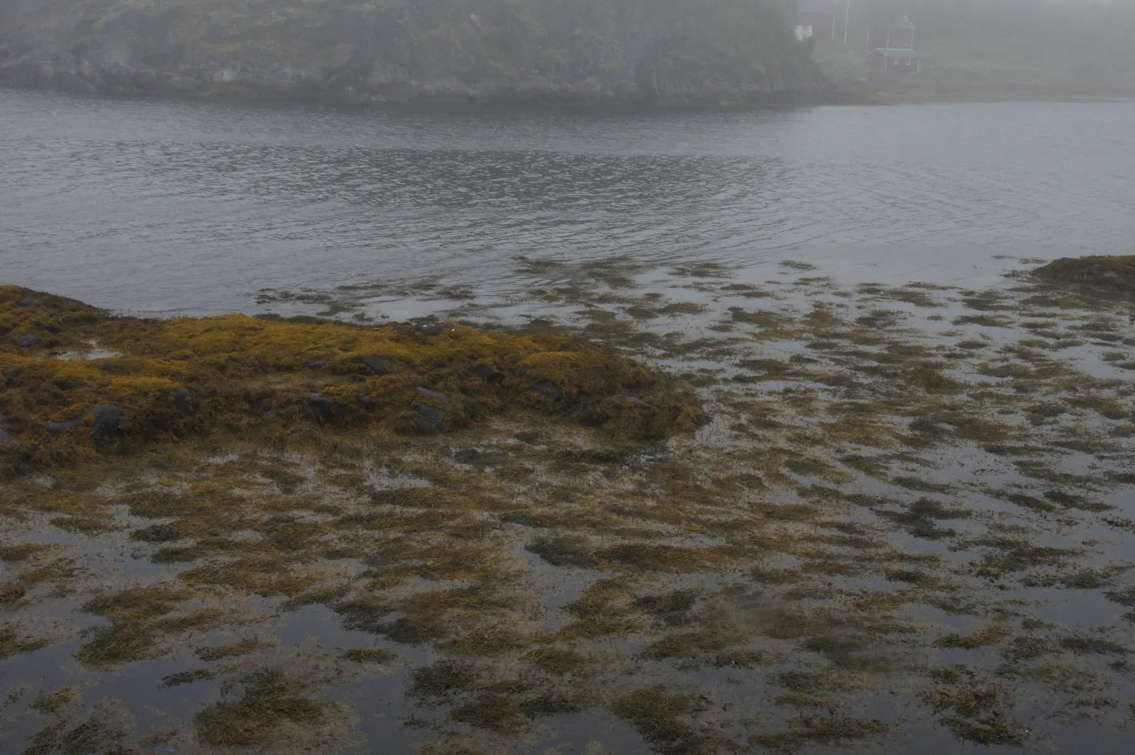 Skrei experience center
