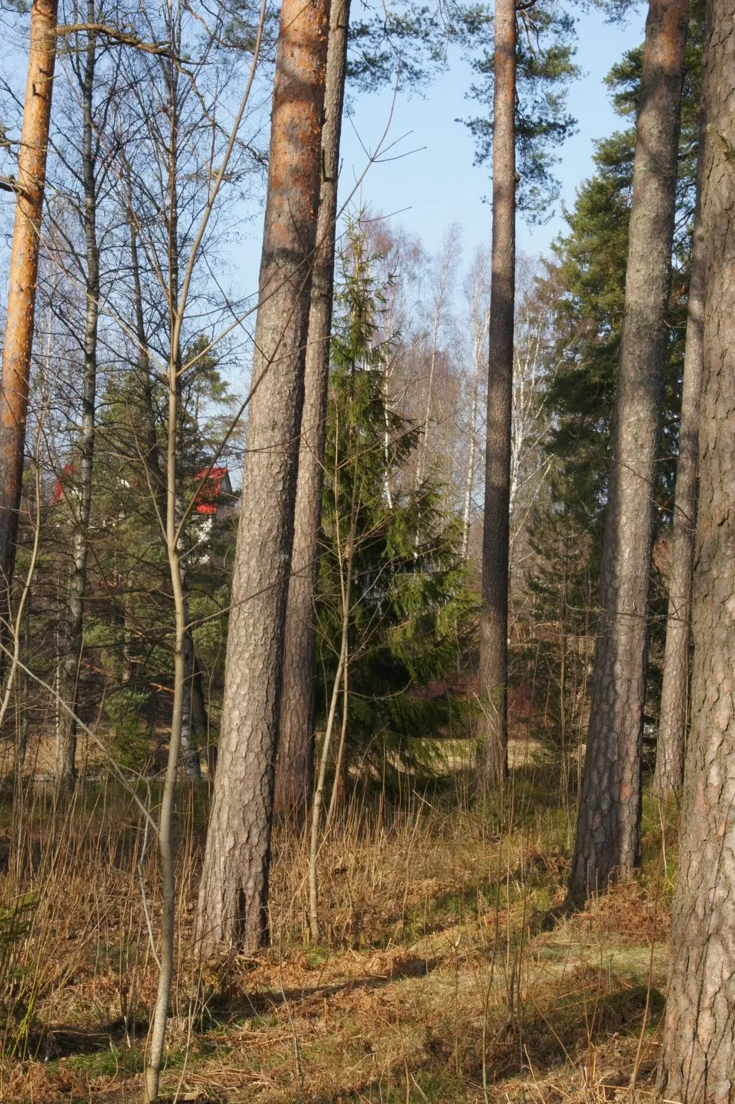 Karjaa