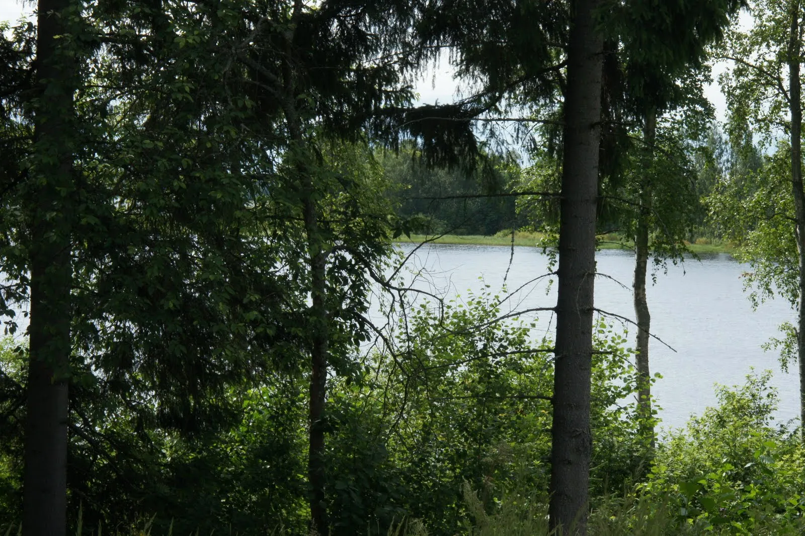 Maaninka