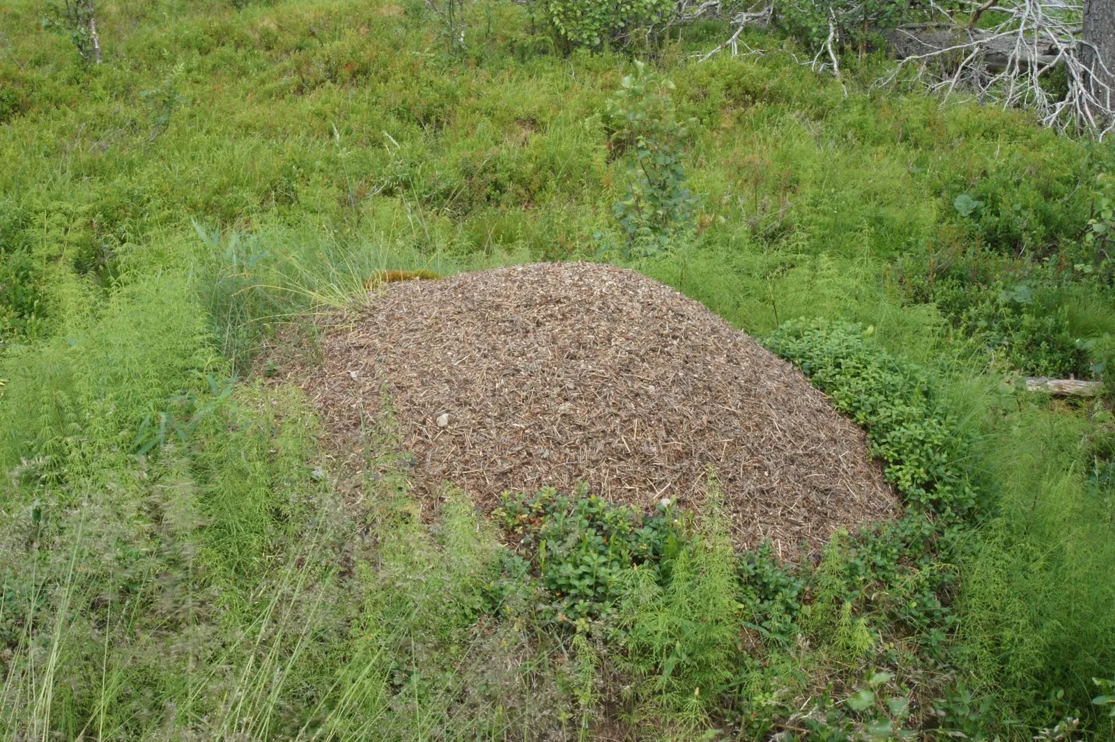 Ants own version of an apartment block