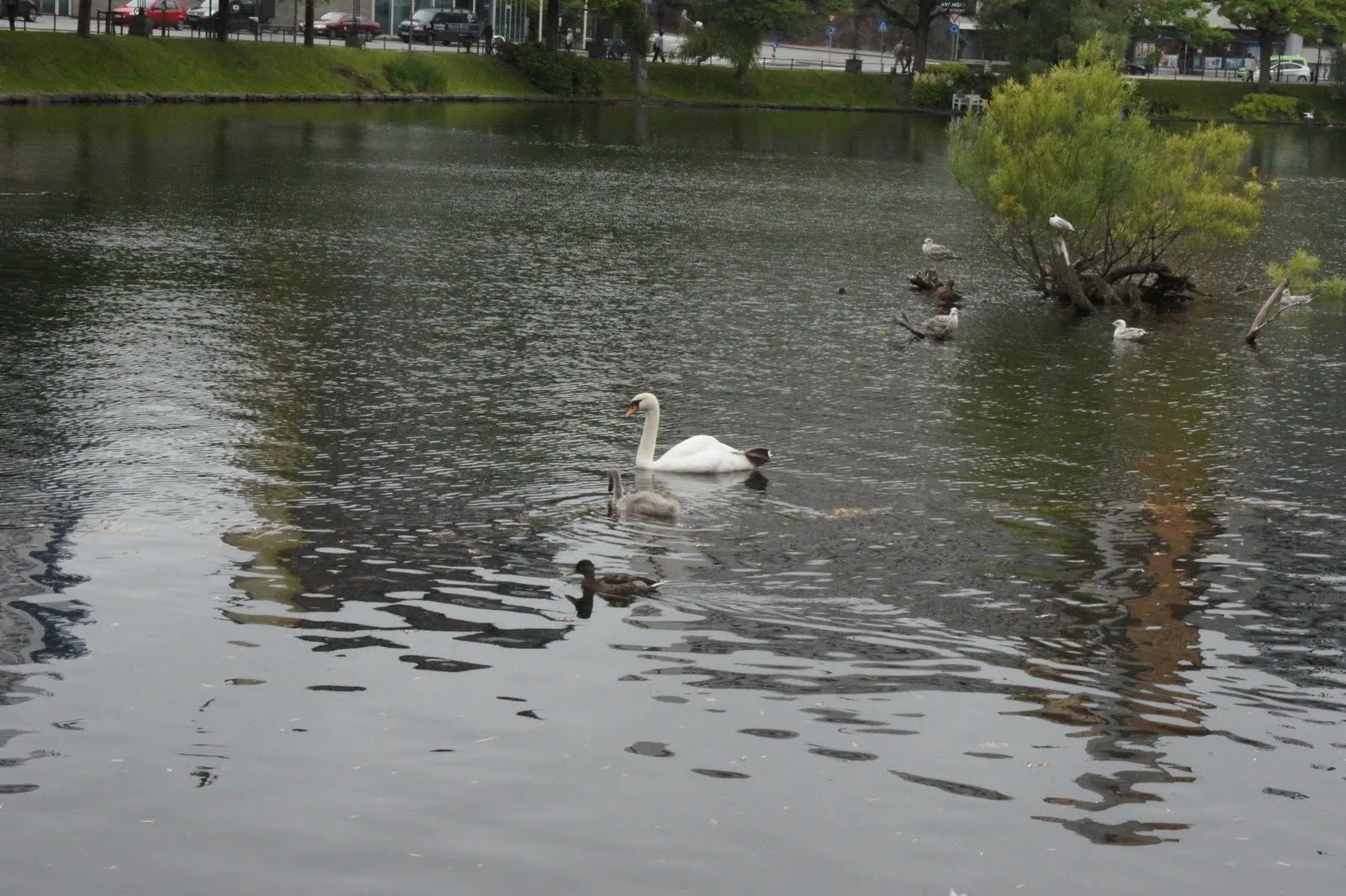 Breiavatnet