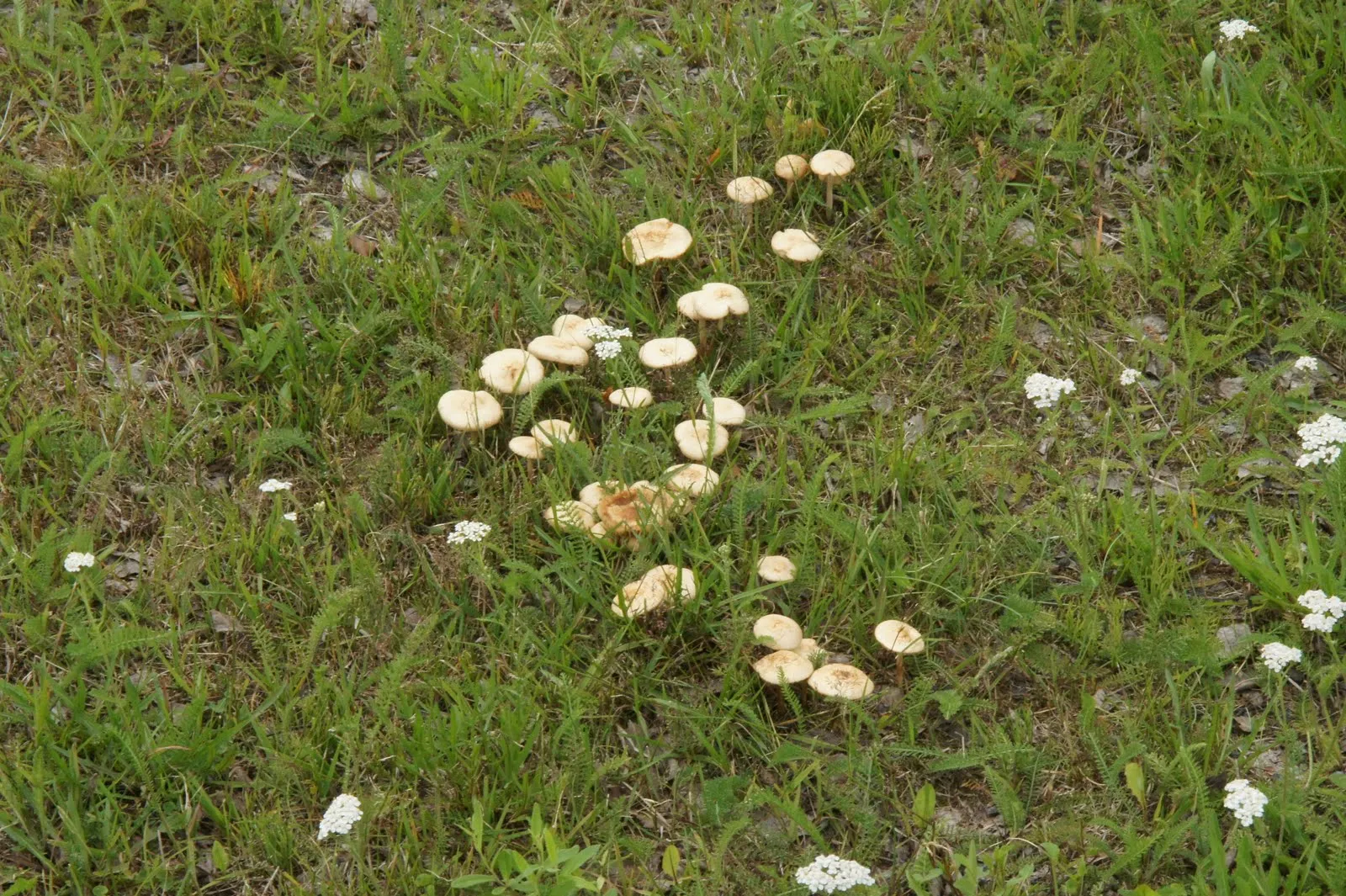 Tyrnävä
