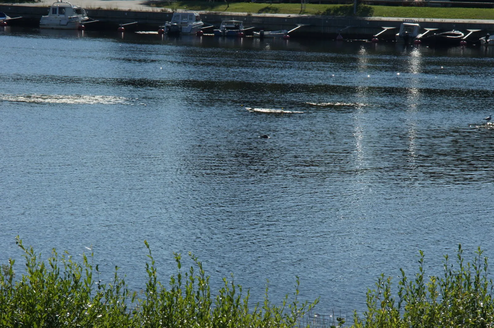 Tuira, Oulu