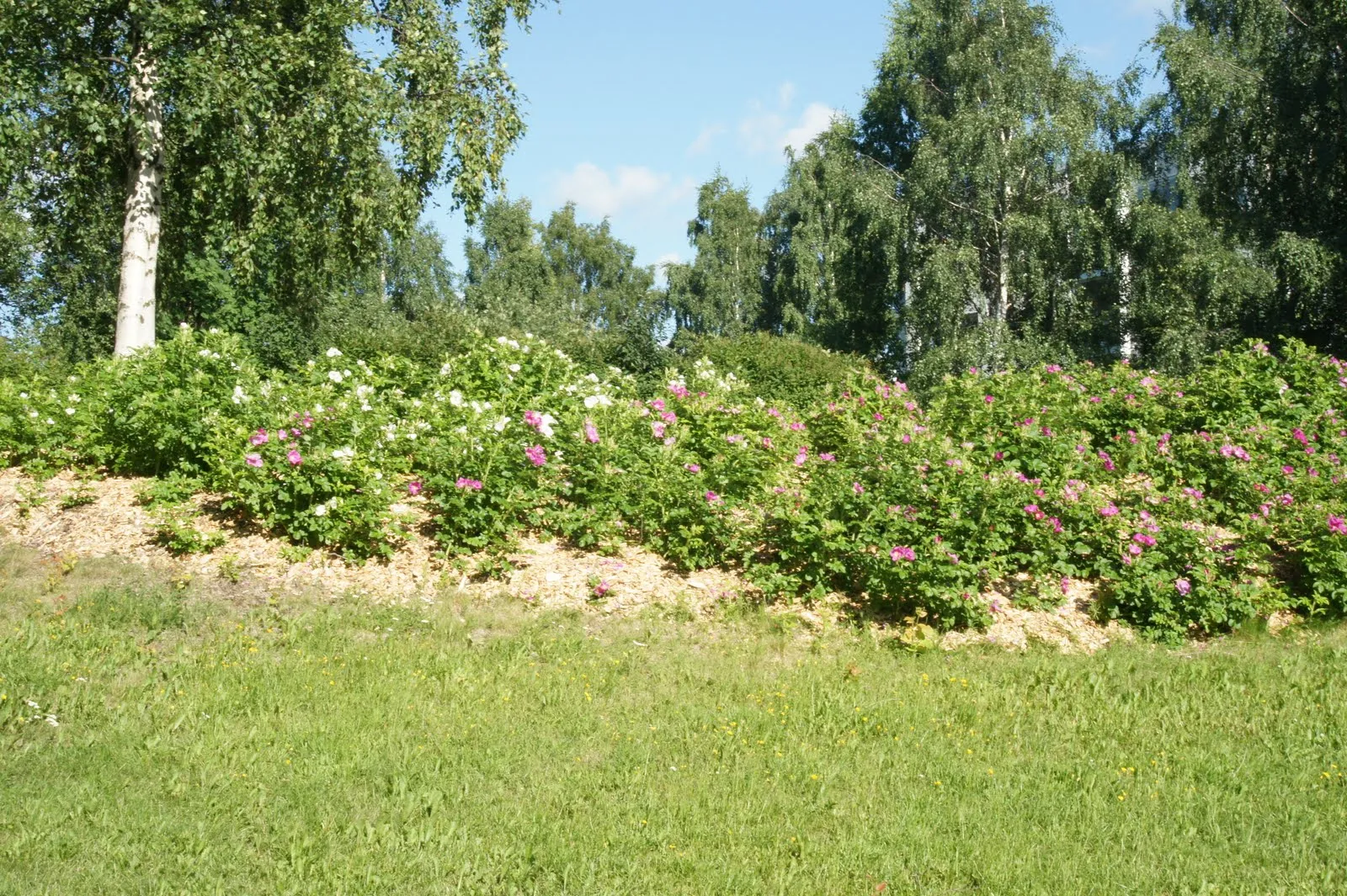 Tuira, Oulu