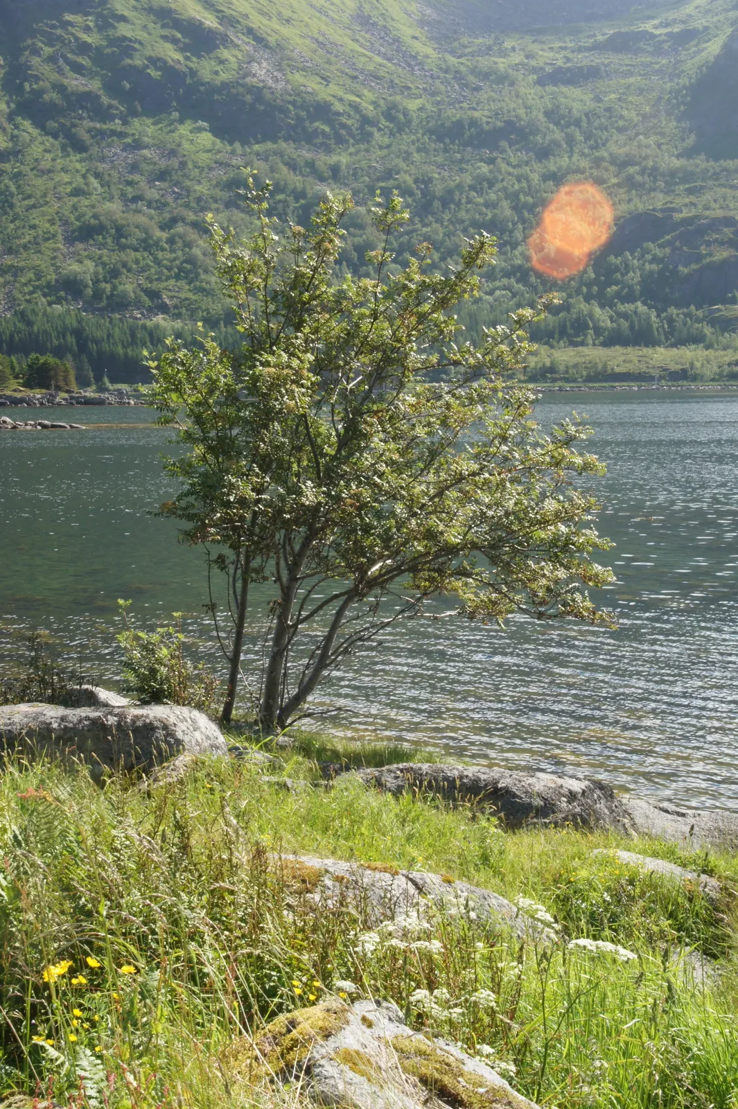 Driving around Vestvågøy