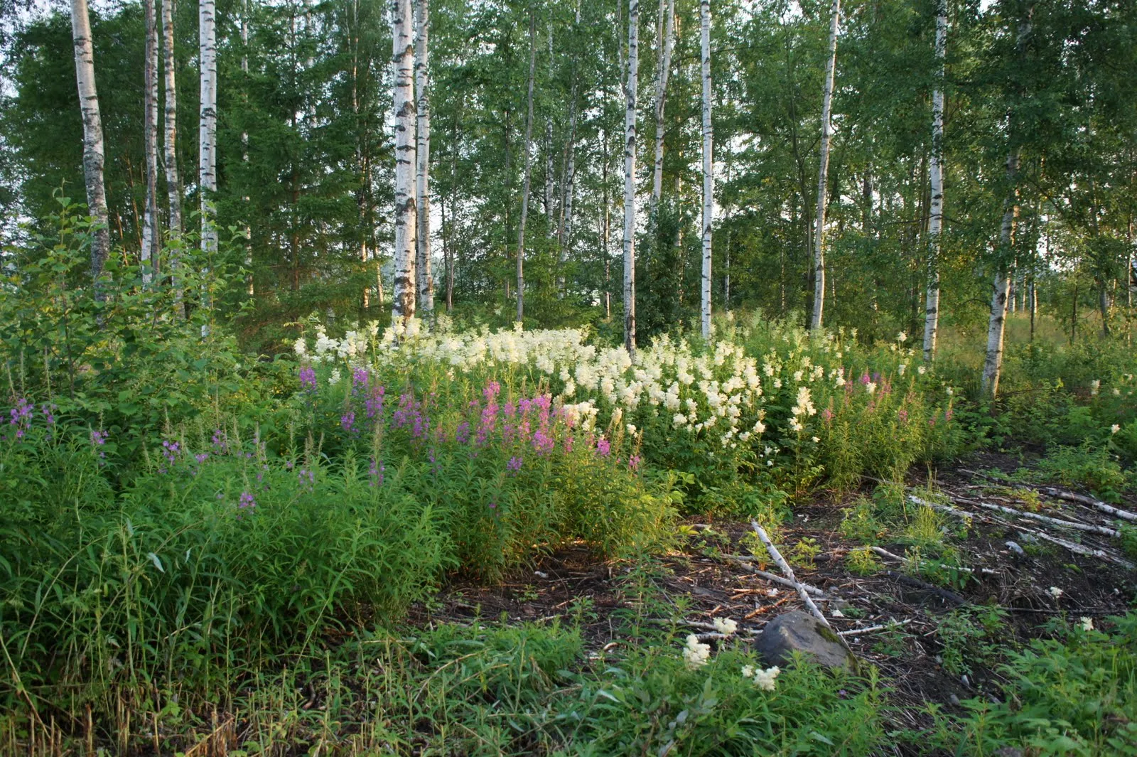 17.7 Käärmelahti, Maaninka, Kuopio