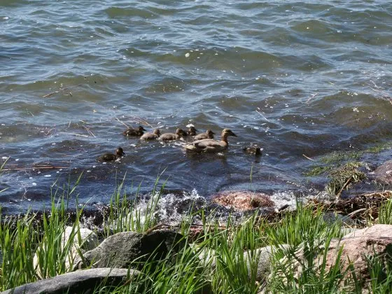 Seurasaari