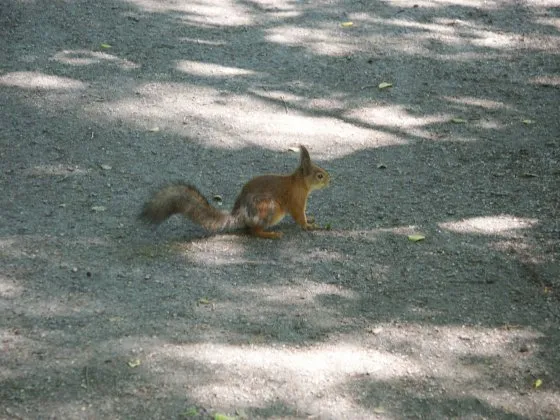 Seurasaari