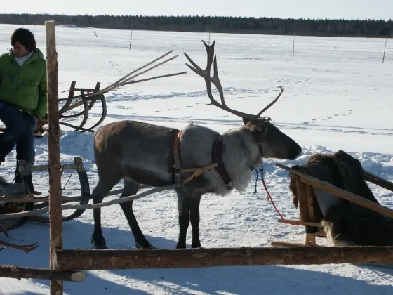 Reindeer