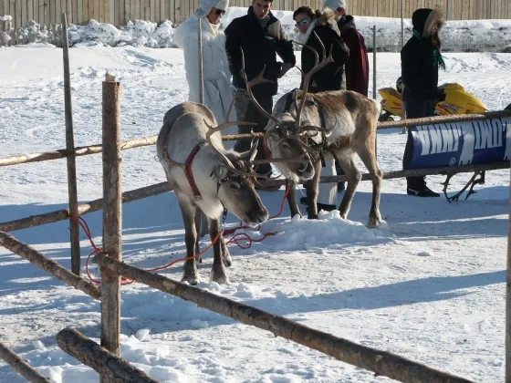 Reindeers