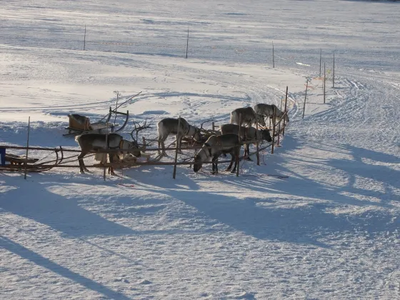 Reindeers