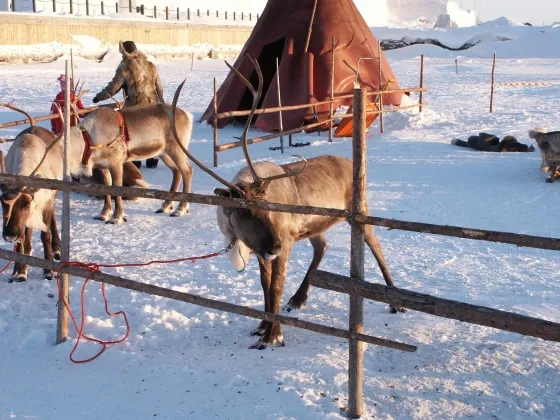 Reindeers