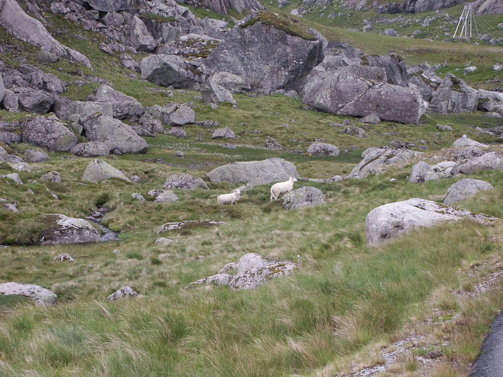 Sheeps
