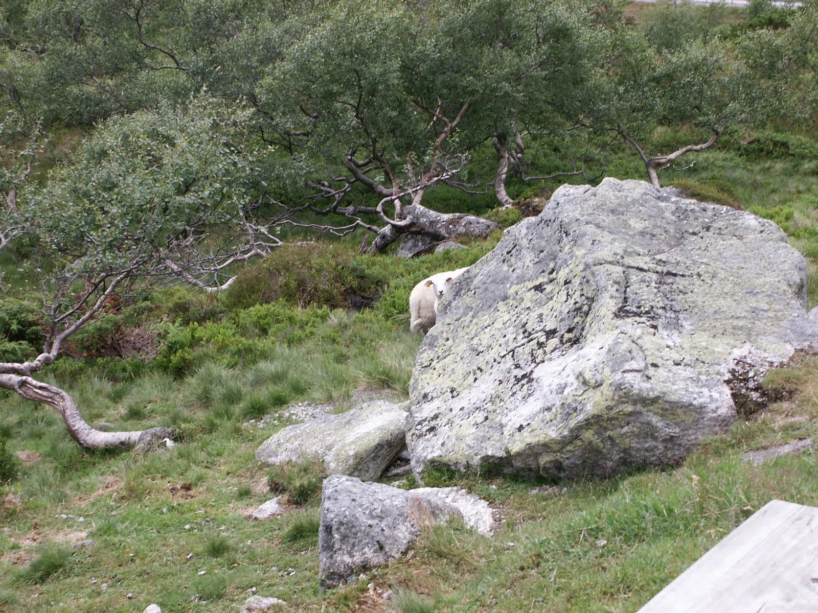 Hi sheep!