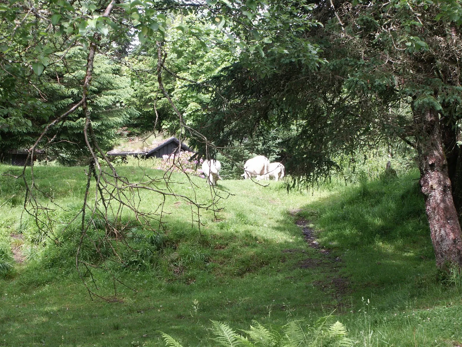 Sheeps on Fløyen