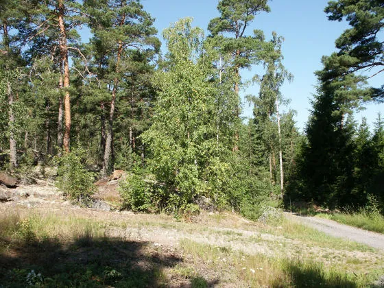 Palva