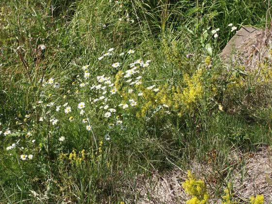 Palva