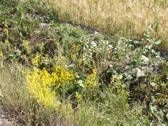 Velkuanmaa
